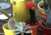 Cuidar cactus y plantas crasas cactus y crasas _ portada