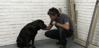 Hacer bricolaje para nuestro perro: ¡constrúyele elementos de agility! construir agility _ portada